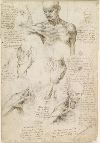 leonardo_da_vinci_-_superficial_anatomy_of_the_shoulder_and_neck_28recto29_-_google_art_project